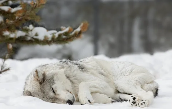 Forest, snow, wolf, Winter, spruce, sleeping, forest, nature
