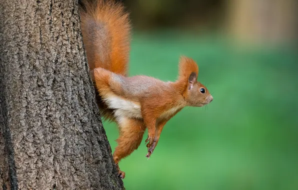 Look, nature, pose, tree, protein, tail, trunk, red