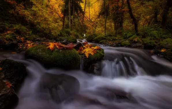 Autumn, forest, trees, landscape, nature, stones, foliage, waterfall