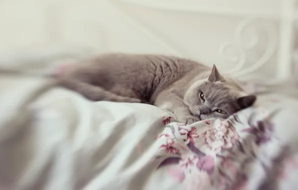 Picture cat, cat, look, pose, grey, blur, bed