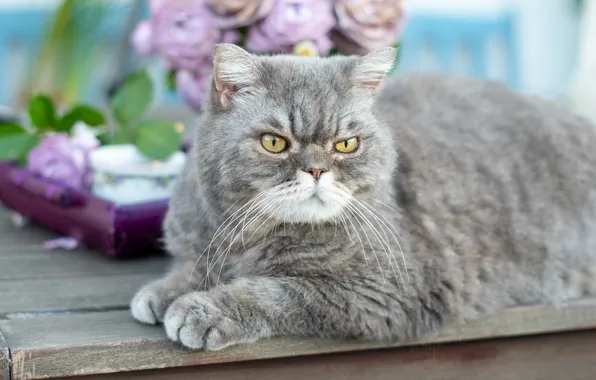 Cat, cat, look, flowers, bench, pose, grey, portrait