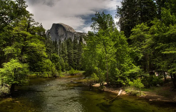 Picture forest, the sky, trees, mountains, river