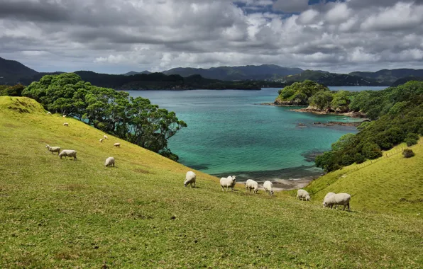 Sea, New Zealand, clouds, sheep