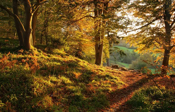 Autumn, forest, trees, path