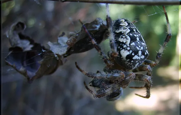 Picture branches, web, Spider