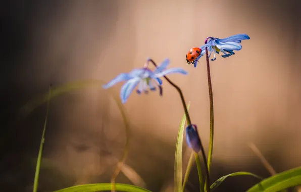 Picture flower, macro, ladybug, stem, insect, snowdrop