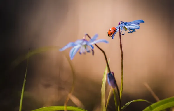 Flower, macro, ladybug, stem, insect, snowdrop