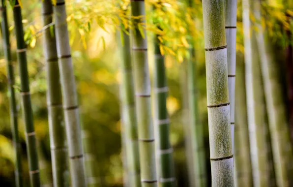 Macro, nature, trunks, foliage, bamboo, bokeh