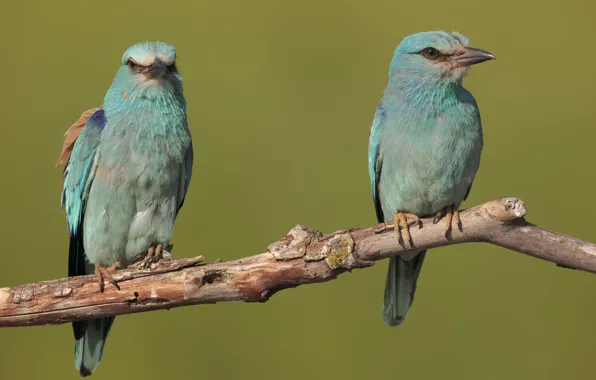 Branches, bird, a couple, Roller