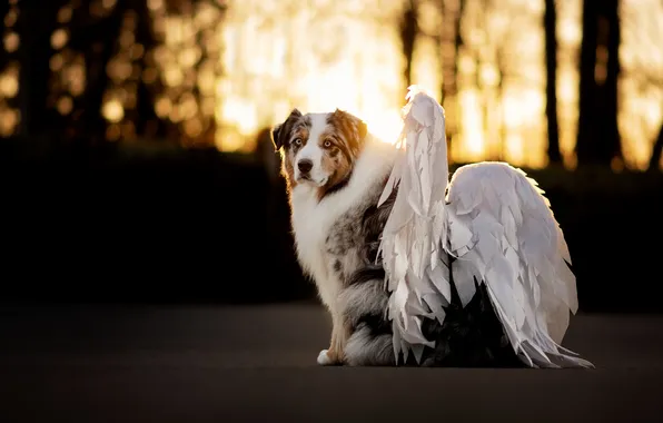 Forest, wings, dog, angel, Aussie