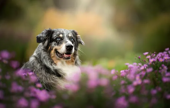 Picture look, face, flowers, dog, bokeh, Australian shepherd, Aussie