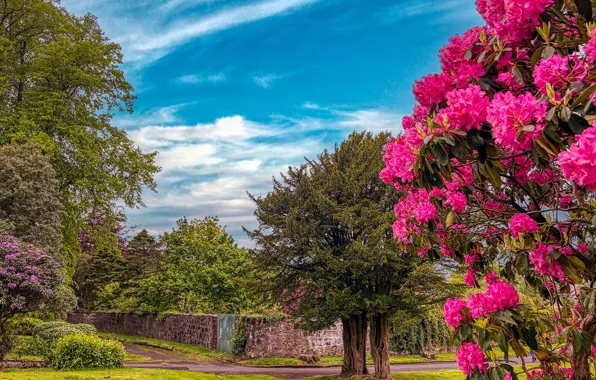 The sky, clouds, trees, flowers, Park, blue, the fence, spring