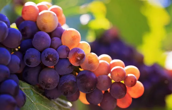 Macro, light, berries, grapes, bunch