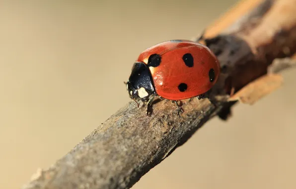 Picture nature, ladybug, macro, Canon-65