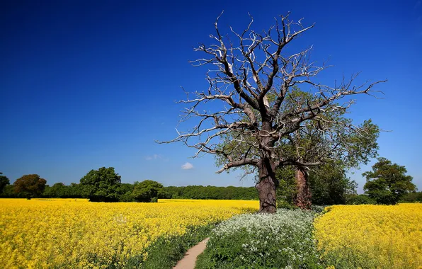 Field, summer, trees, landscape