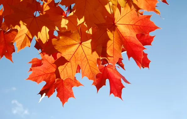 Autumn, foliage, Sweet November