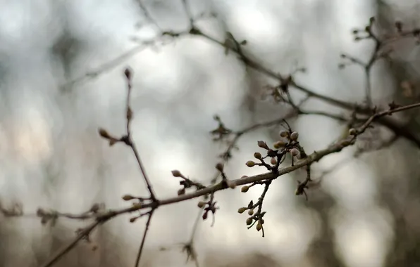 Picture autumn, tree, branch, blur, kidney