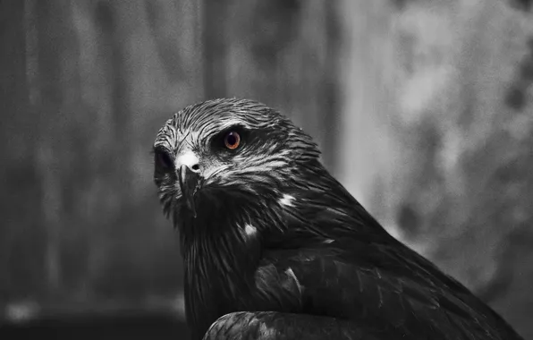 Picture eyes, feathers, hawk, monochrome
