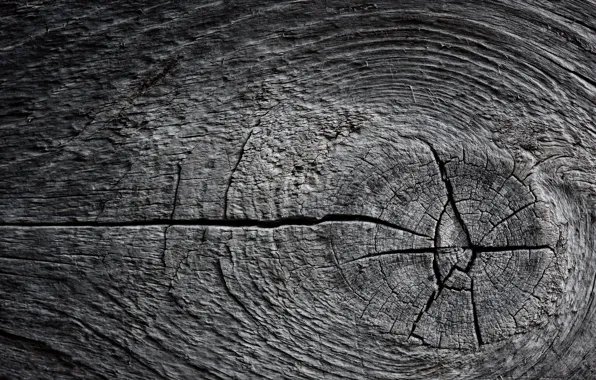 Trees, background, texture