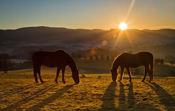 Field, the sun, rays, light, sunset, mountains, dawn, hills
