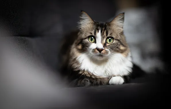 Cat, cat, look, light, the dark background, sofa, portrait, blur