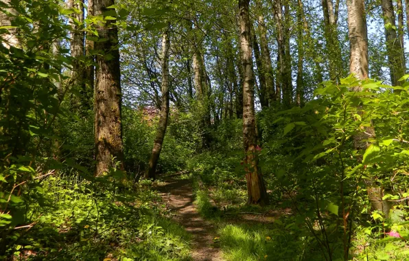 Picture greens, trees, green, Forest, forest, path, trees, nature