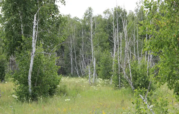 Picture grass, leaves, flowers, glade, Forest, Birch, wildflowers, a dry tree
