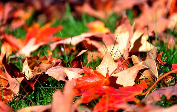 Autumn, grass, leaves, maple