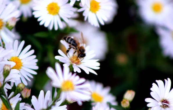 Autumn, bee, chamomile, insect