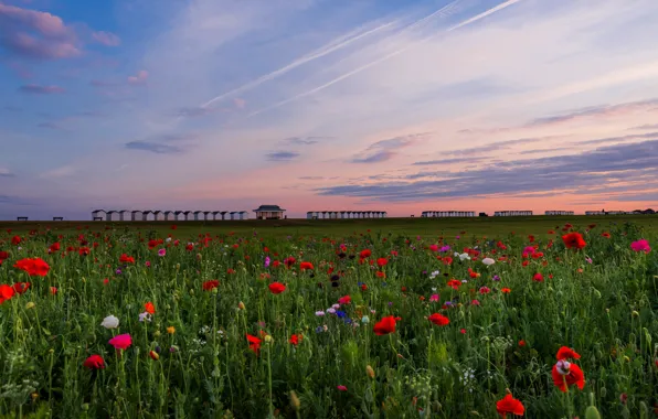 Picture greens, field, the sky, clouds, flowers, red, Maki, the evening