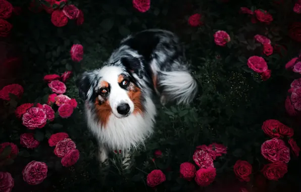 Picture flowers, each, dog