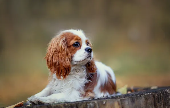 Stump, portrait, dog, puppy, lies, face, bokeh, cavalier-king-Charles-Spaniel