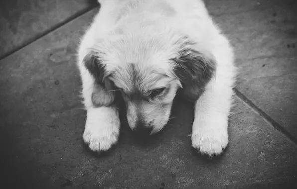 Dog, puppy, black and white