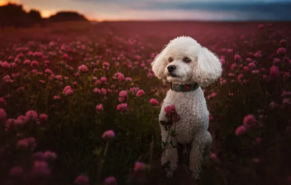 Field, summer, look, flowers, dog, puppy, clover, white