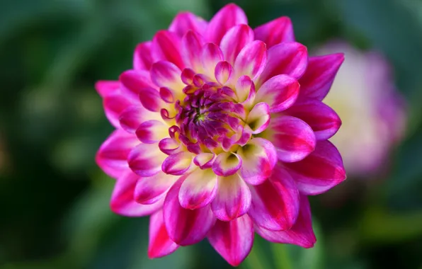 Flower, macro, background, pink, petals, garden, Dahlia, bokeh