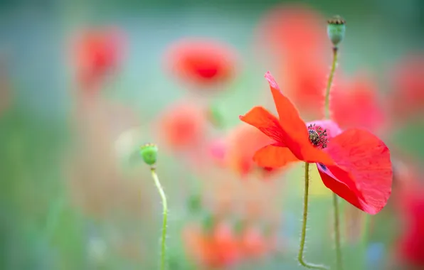 Summer, flowers, Mac, Maki, blur, red, green background, bokeh