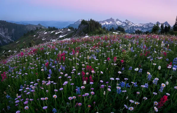 Picture field, forest, summer, flowers, mountains, ate, meadow, different