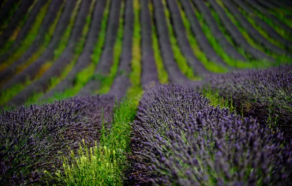 Field, flowers, nature, lavender