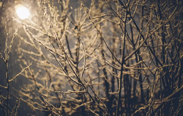 Picture winter, snow, branches, lantern