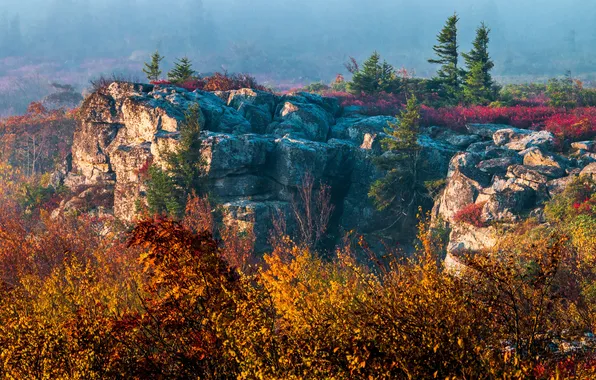 Autumn, trees, fog, rocks