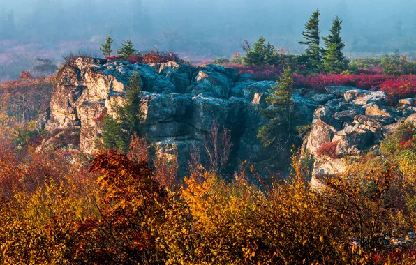 Picture autumn, trees, fog, rocks
