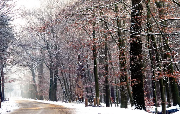Picture winter, road, snow