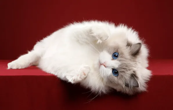 Picture cat, white, legs, British, blue eyes