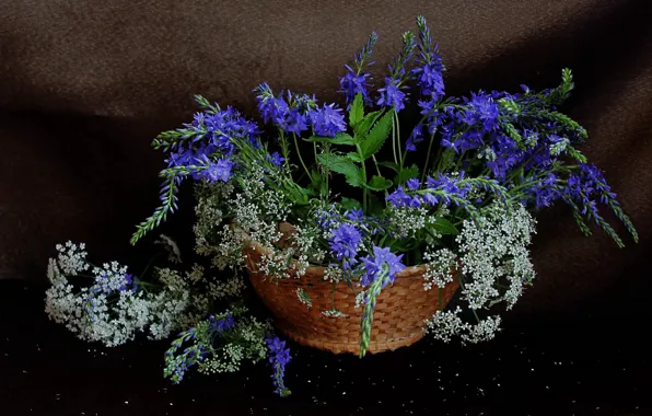 Summer, bouquet, Veronica, still life, wildflowers, the Aegopodium grass