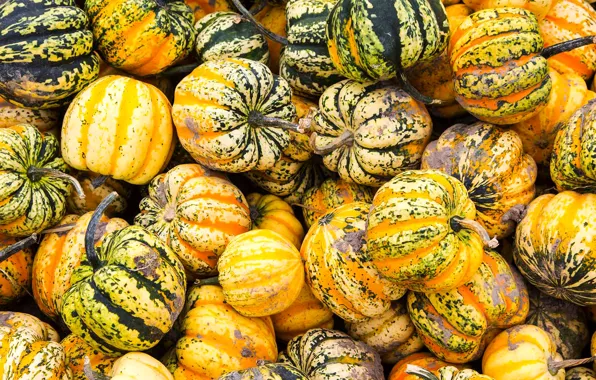 Picture autumn, paint, texture, harvest, Canada, the pumpkin festival.