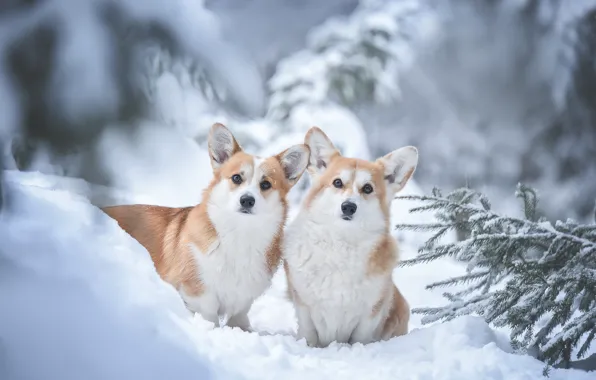 Winter, dogs, snow, a couple, Welsh Corgi, Irina Moroz