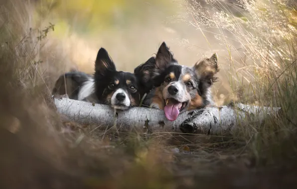 Picture language, grass, log, a couple, two dogs, faces, Iza Łysoń