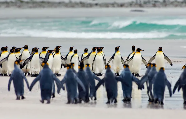 Picture bird, Royal penguin, Falkland Islands