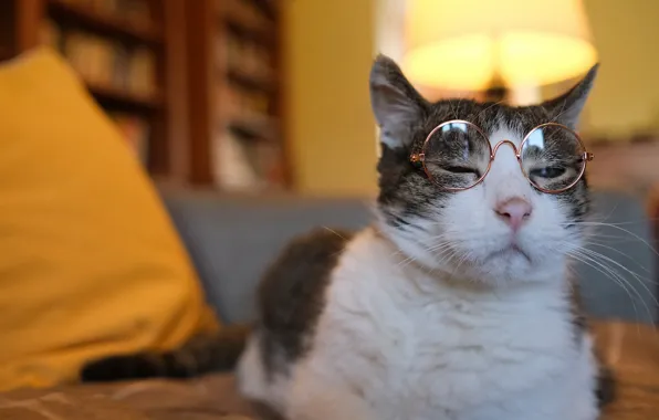 Cat, cat, face, portrait, glasses