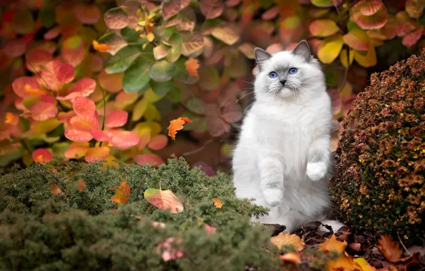 Autumn, cat, leaves, pose, kitty, plants, fluffy, garden